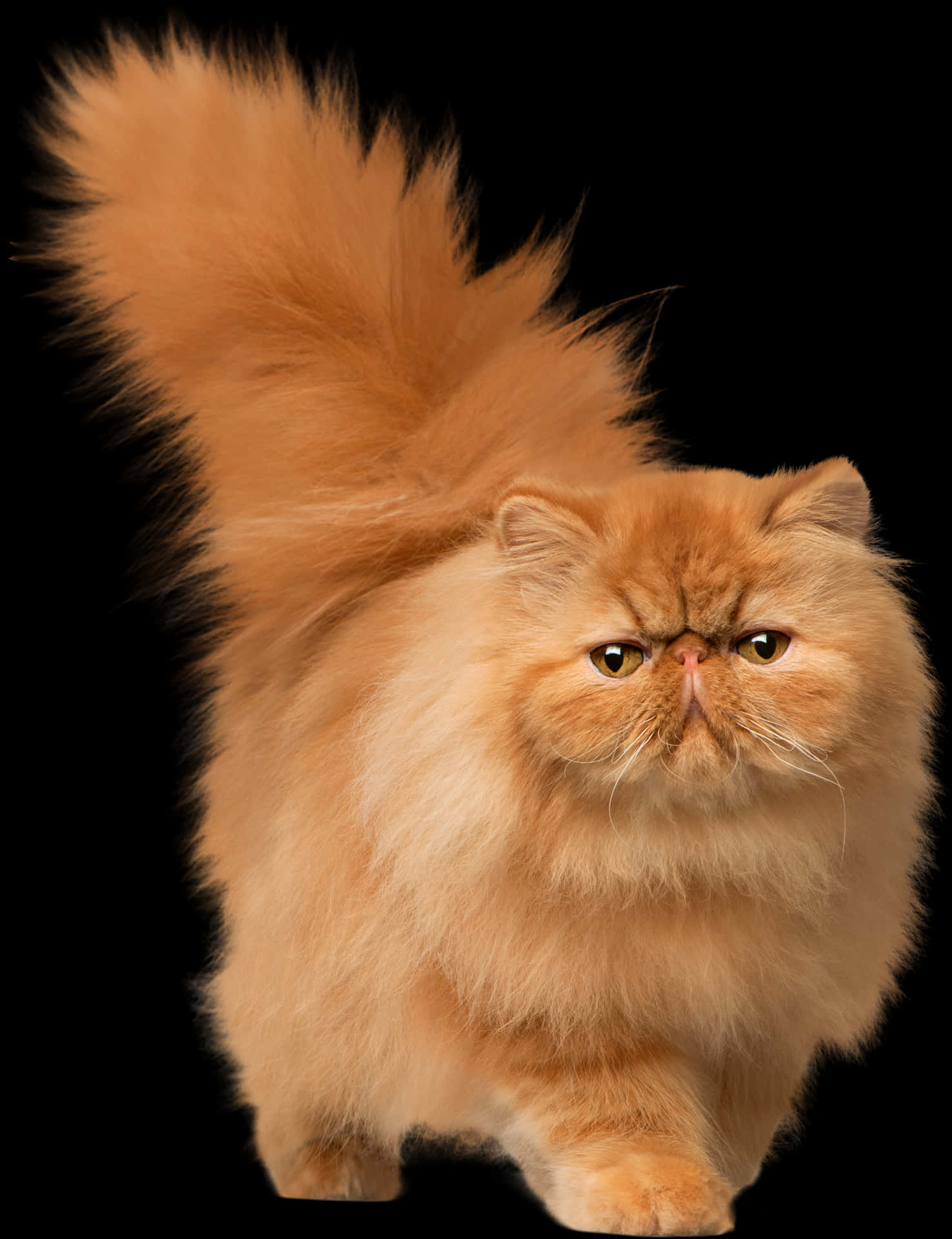 Fluffy Persian Cat Black Background.jpg PNG Image