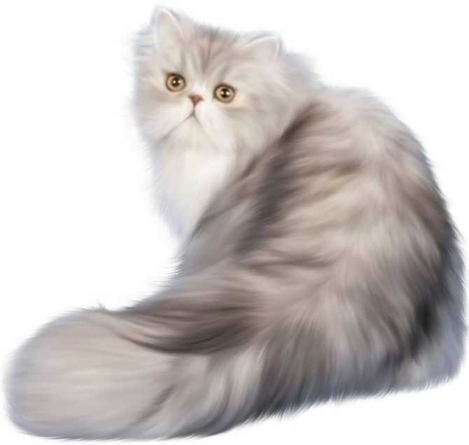 Fluffy Persian Cat Illustration PNG Image