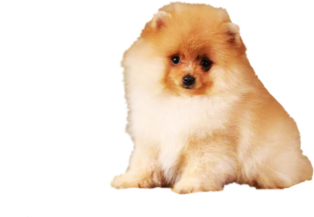 Fluffy Pomeranian Dog PNG Image