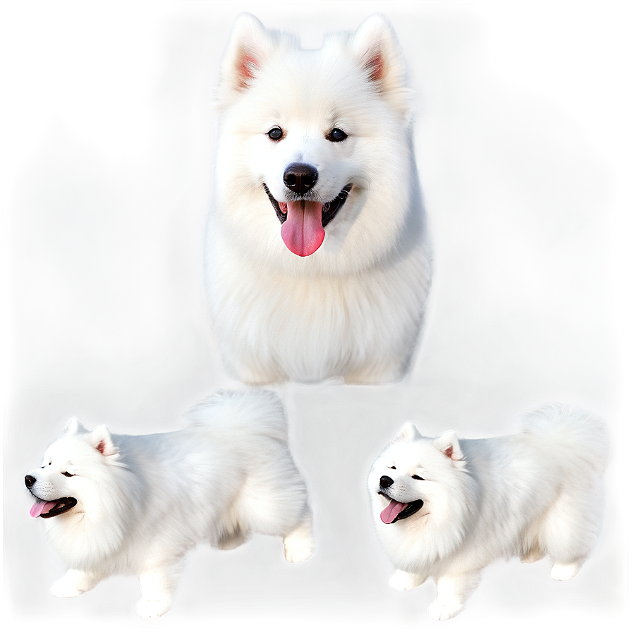 Fluffy Samoyed Fun Png 44 PNG Image