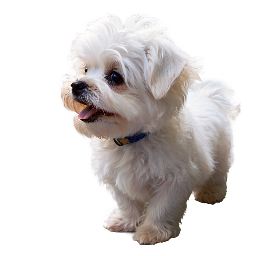 Fluffy White Maltese Png 79 PNG Image