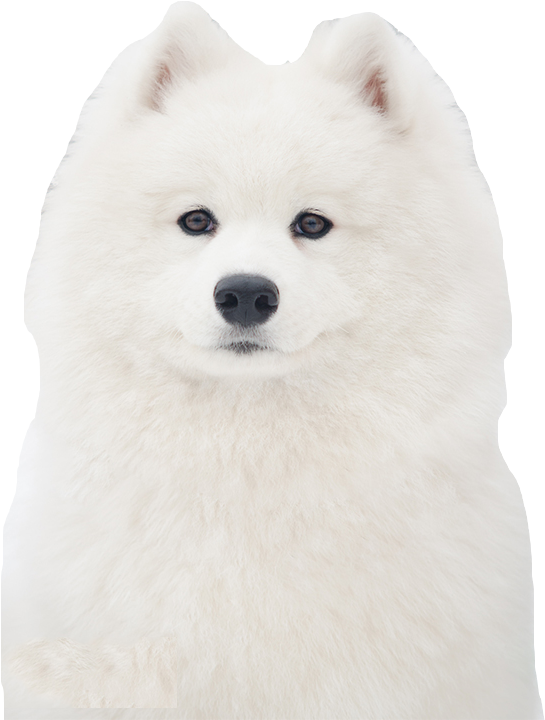 Fluffy White Samoyed Dog Portrait PNG Image