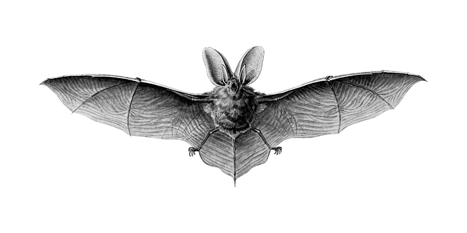 Flying Bat Black Background PNG Image