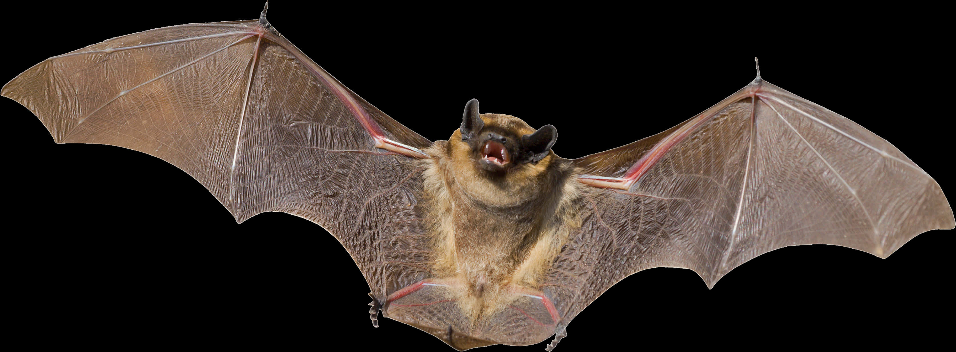 Flying Bat Black Background PNG Image