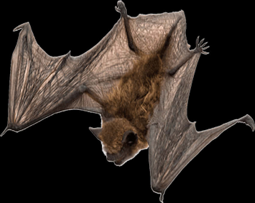 Flying Bat Transparent Background PNG Image