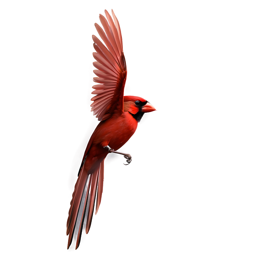 Flying Cardinal Bird Png Vfy2 PNG Image