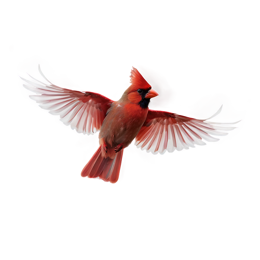 Flying Cardinal Png 87 PNG Image