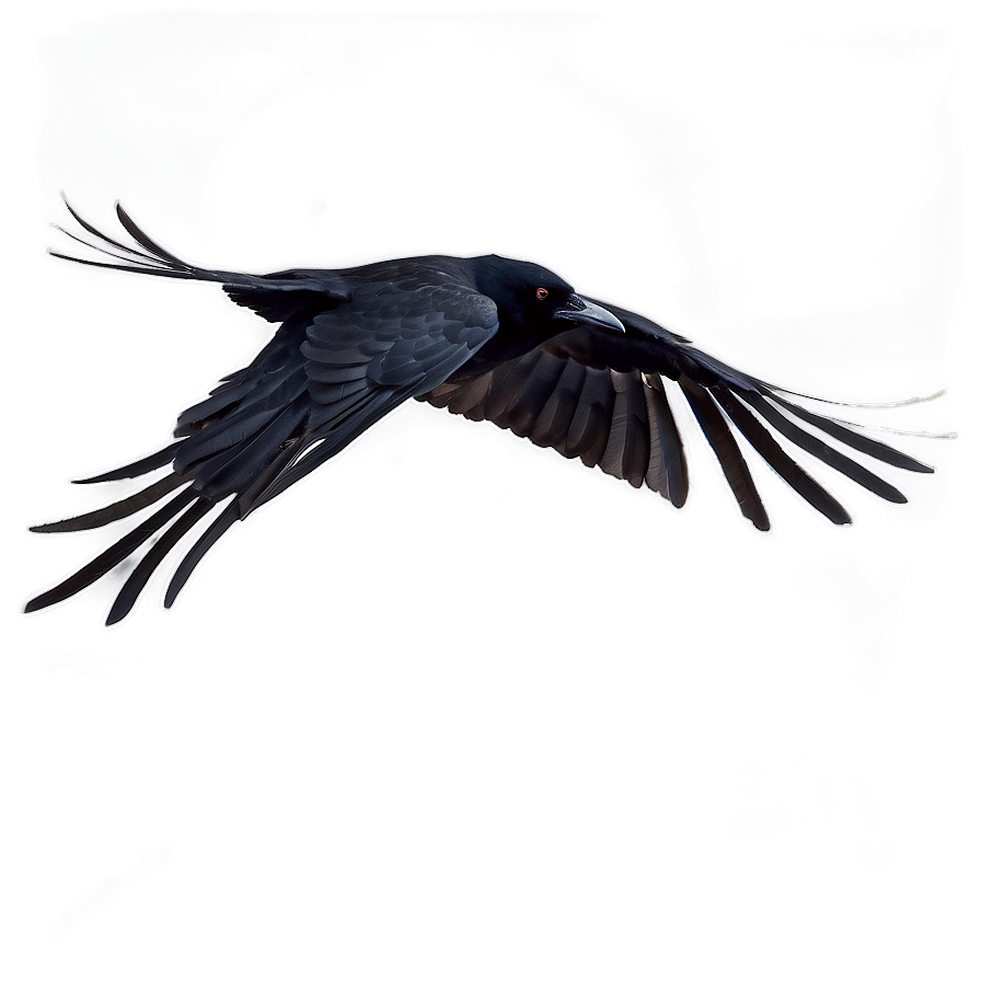 Flying Crow Png 3 PNG Image