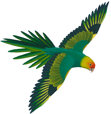 Flying Green Parrot Illustration.png PNG Image