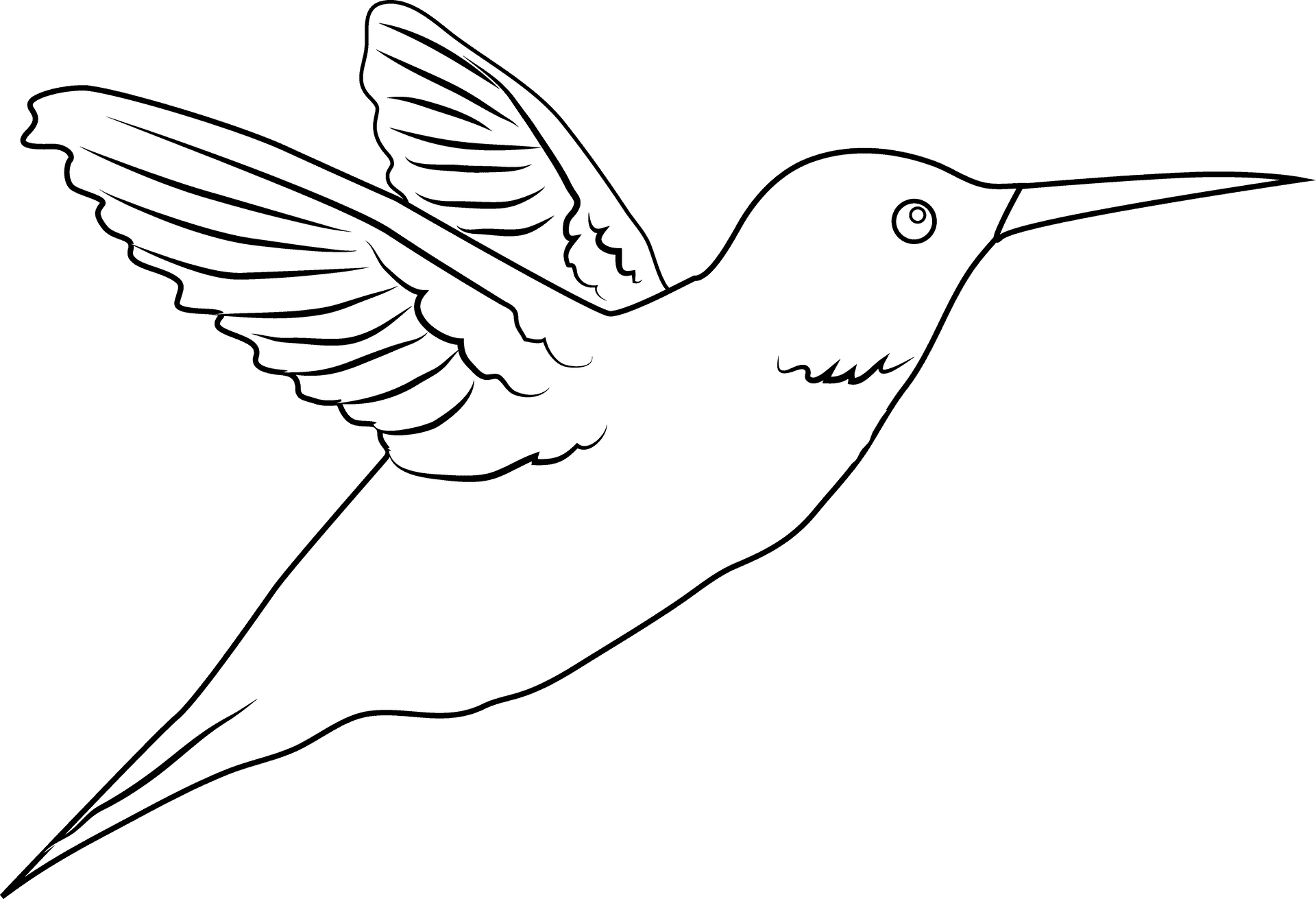 Flying Hummingbird Line Art PNG Image