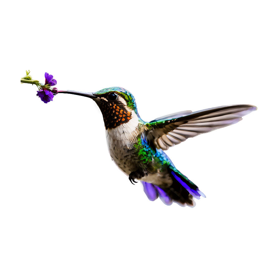 Flying Hummingbird Png 05212024 PNG Image