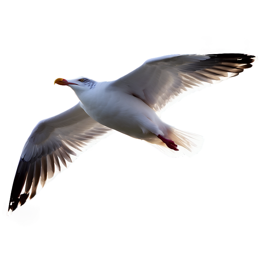 Flying Seagull Sunset Png Nhd66 PNG Image