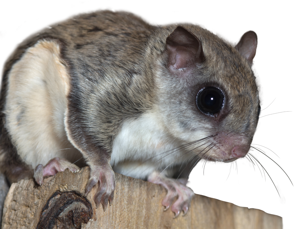 Flying Squirrel Closeup.png PNG Image