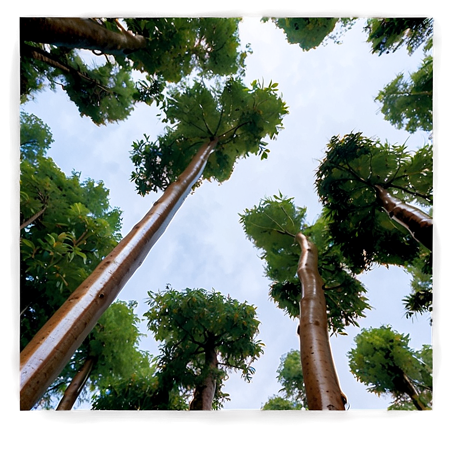 Forest Canopy From Below Png 12 PNG Image