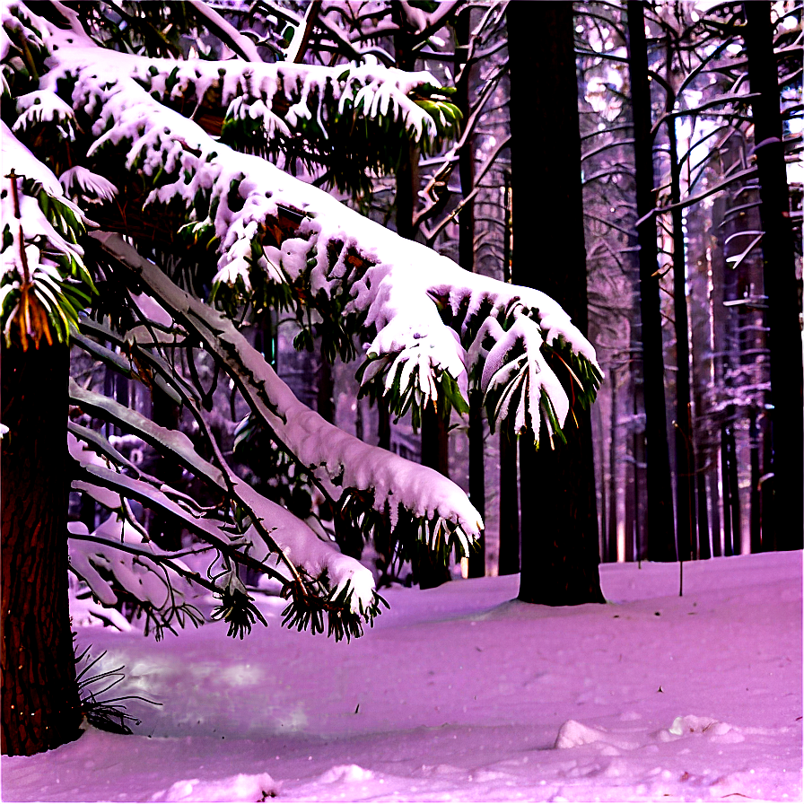 Forest Fresh Snowfall Png Oqe PNG Image