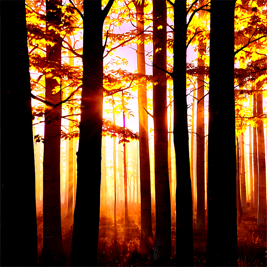 Forest Golden Hour Png Pti PNG Image