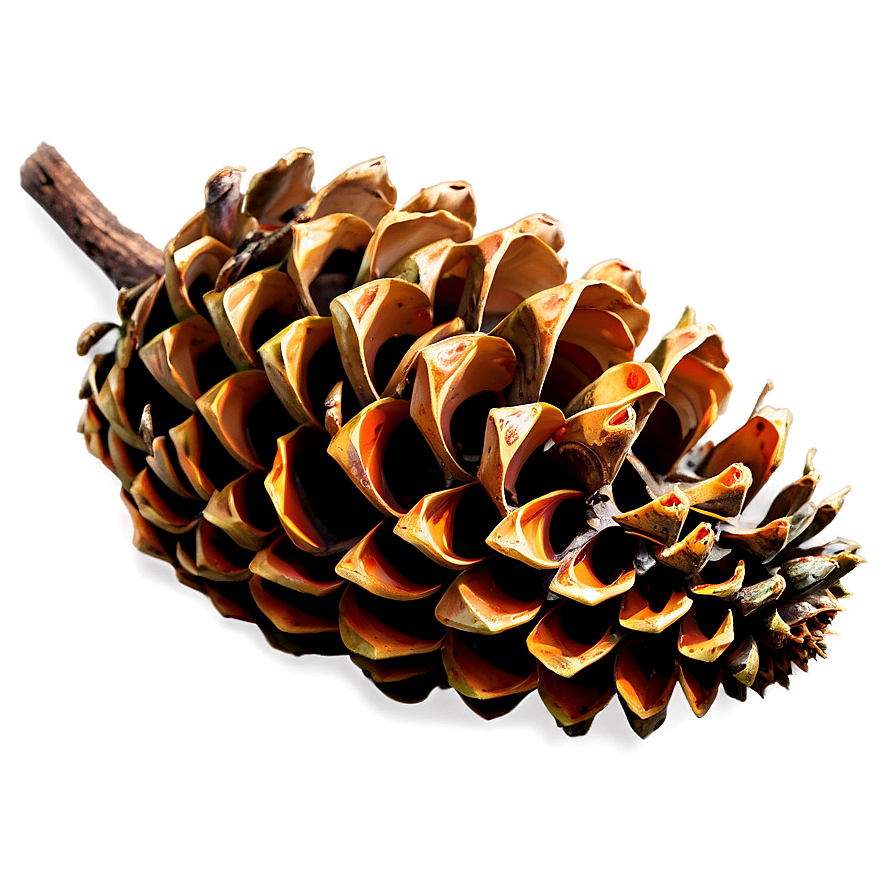 Forest Pinecone Artwork Png Kns PNG Image