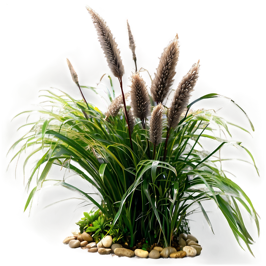 Fountain Grass Png 6 PNG Image