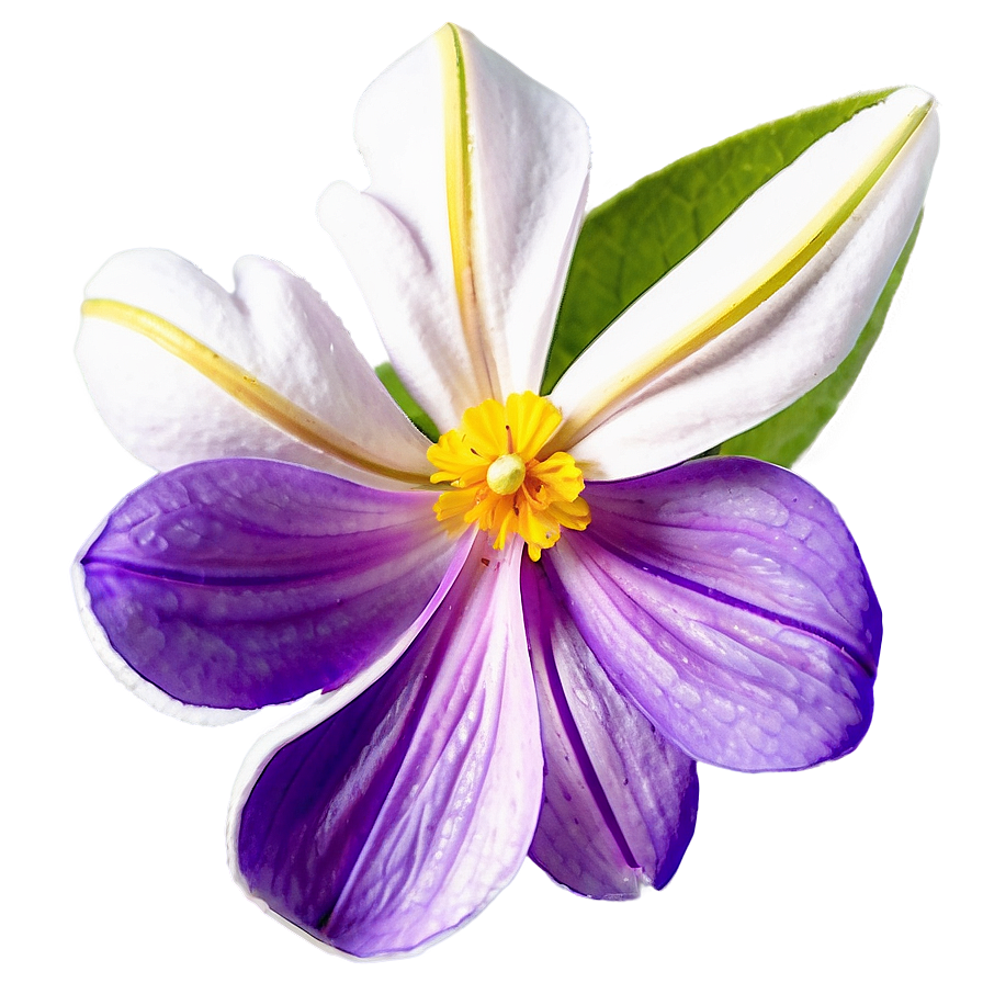 Fragrant Spring Flower Png Cin PNG Image