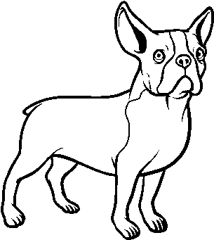 French Bulldog Line Drawing PNG Image