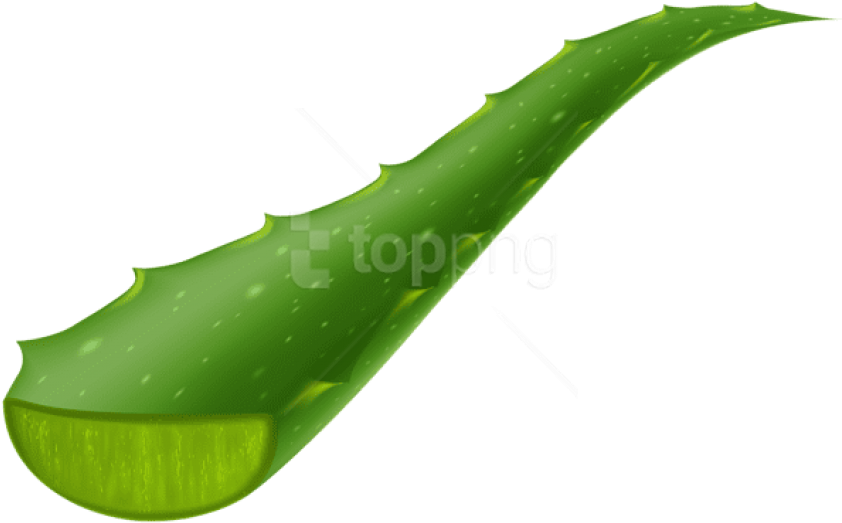 Fresh Aloe Vera Leaf.png PNG Image