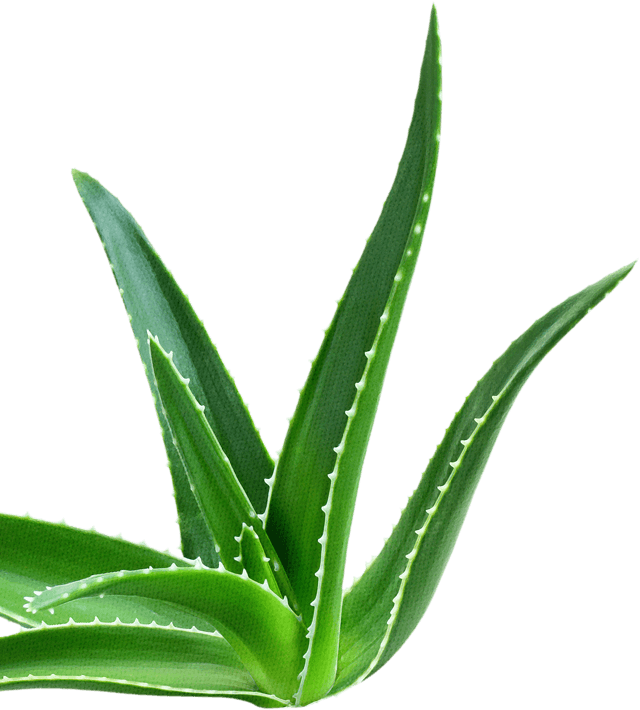 Fresh Aloe Vera Plant Isolated PNG Image