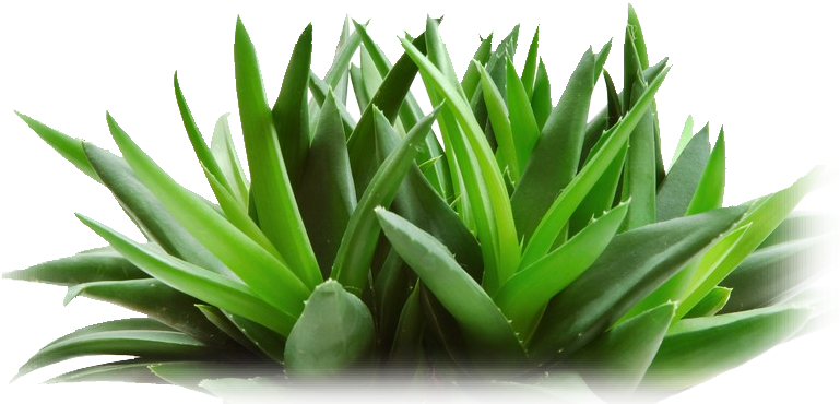 Fresh Aloe Vera Plant P N G PNG Image