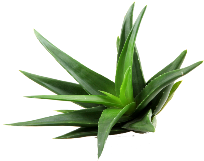 Fresh Aloe Vera Plant P N G PNG Image