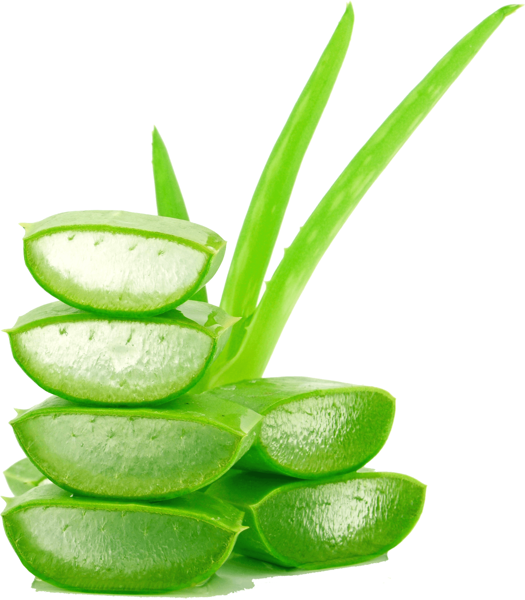 Fresh Aloe Vera Slicesand Leaves PNG Image