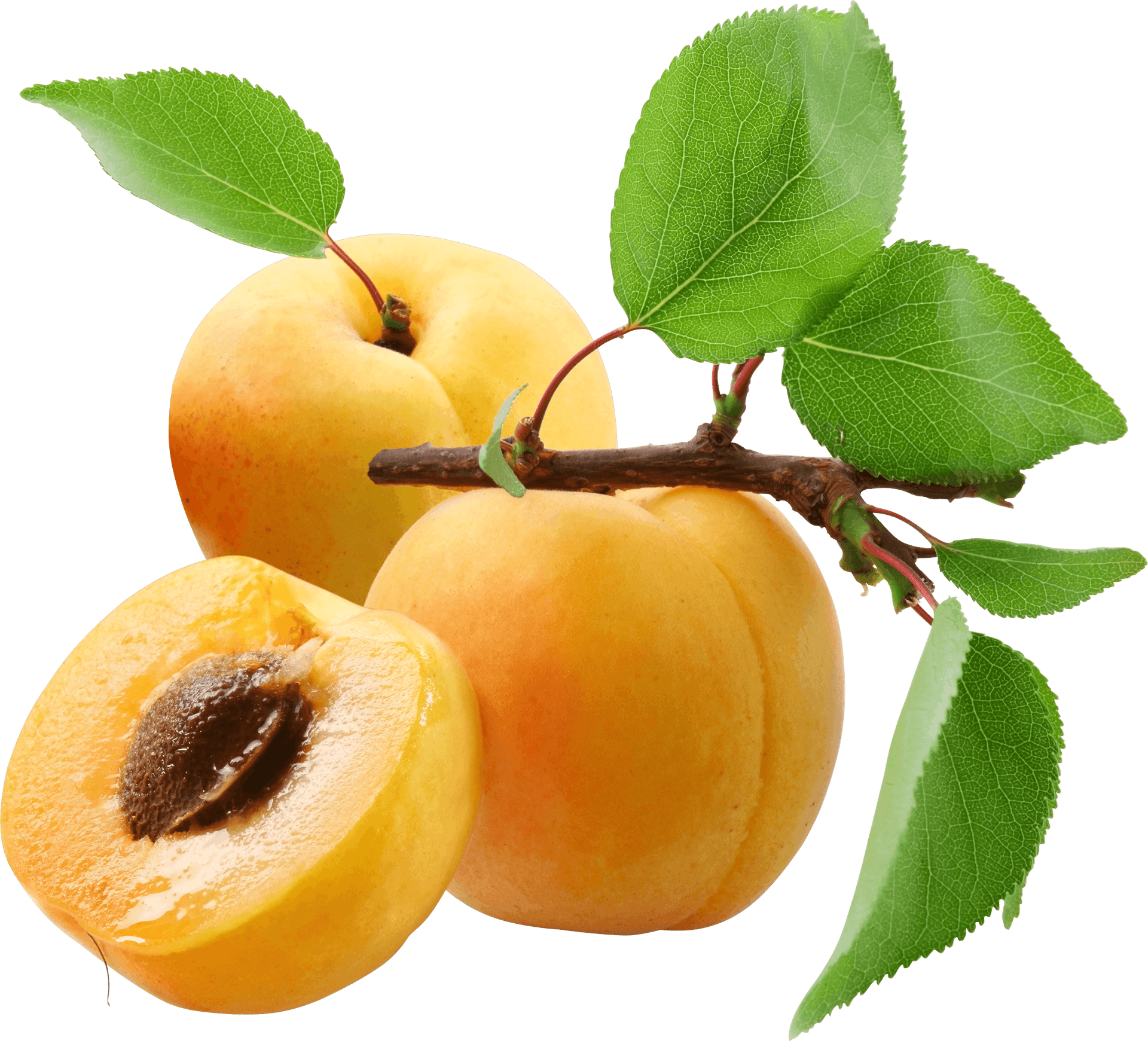 Fresh Apricots Branch Transparent Background PNG Image