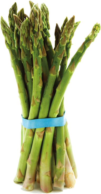 Fresh Asparagus Bunch Isolated PNG Image