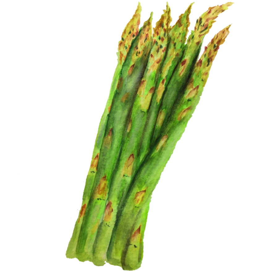 Fresh Asparagus Watercolor Illustration PNG Image