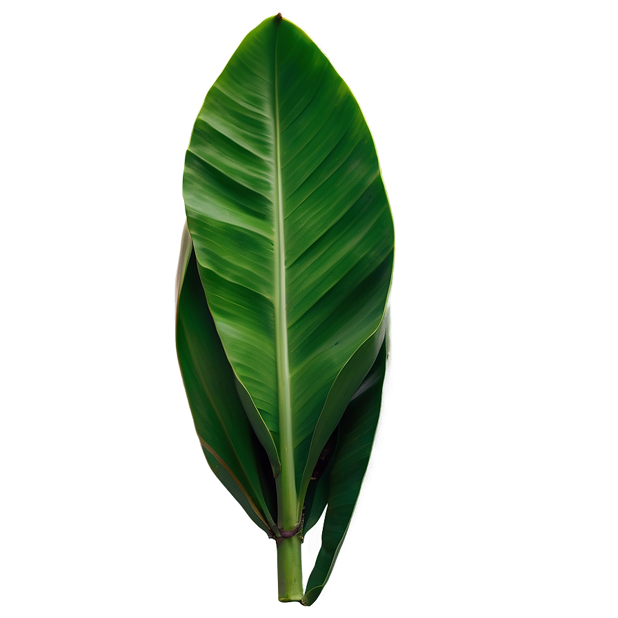 Fresh Banana Leaf Png 06232024 PNG Image