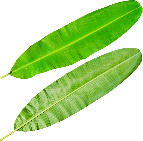 Fresh Banana Leaves Isolated PNG Image