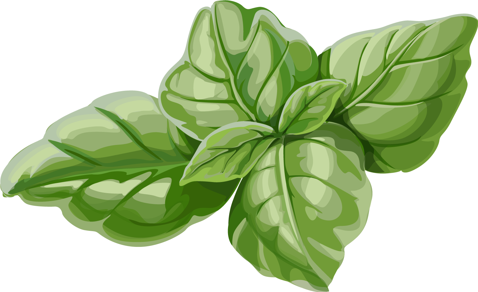 Fresh Basil Leaves Illustration PNG Image