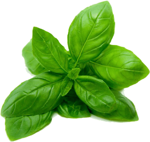 Fresh Basil Leaves Isolated.png PNG Image