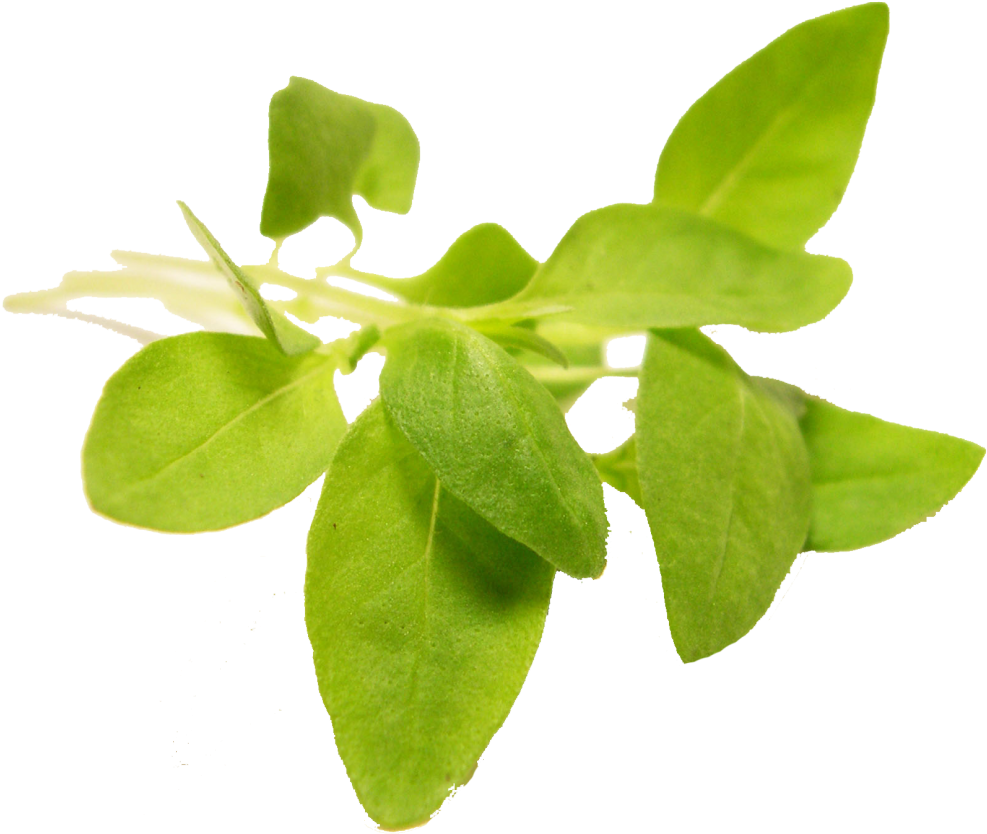 Fresh Basil Leaves Transparent Background PNG Image