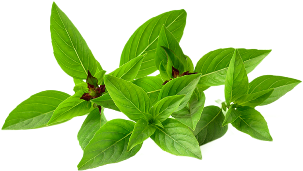 Fresh Basil Leaves Transparent Background PNG Image