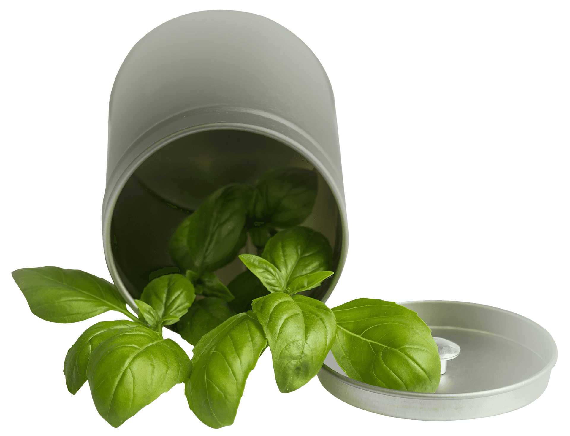 Fresh Basil Leavesin Container PNG Image