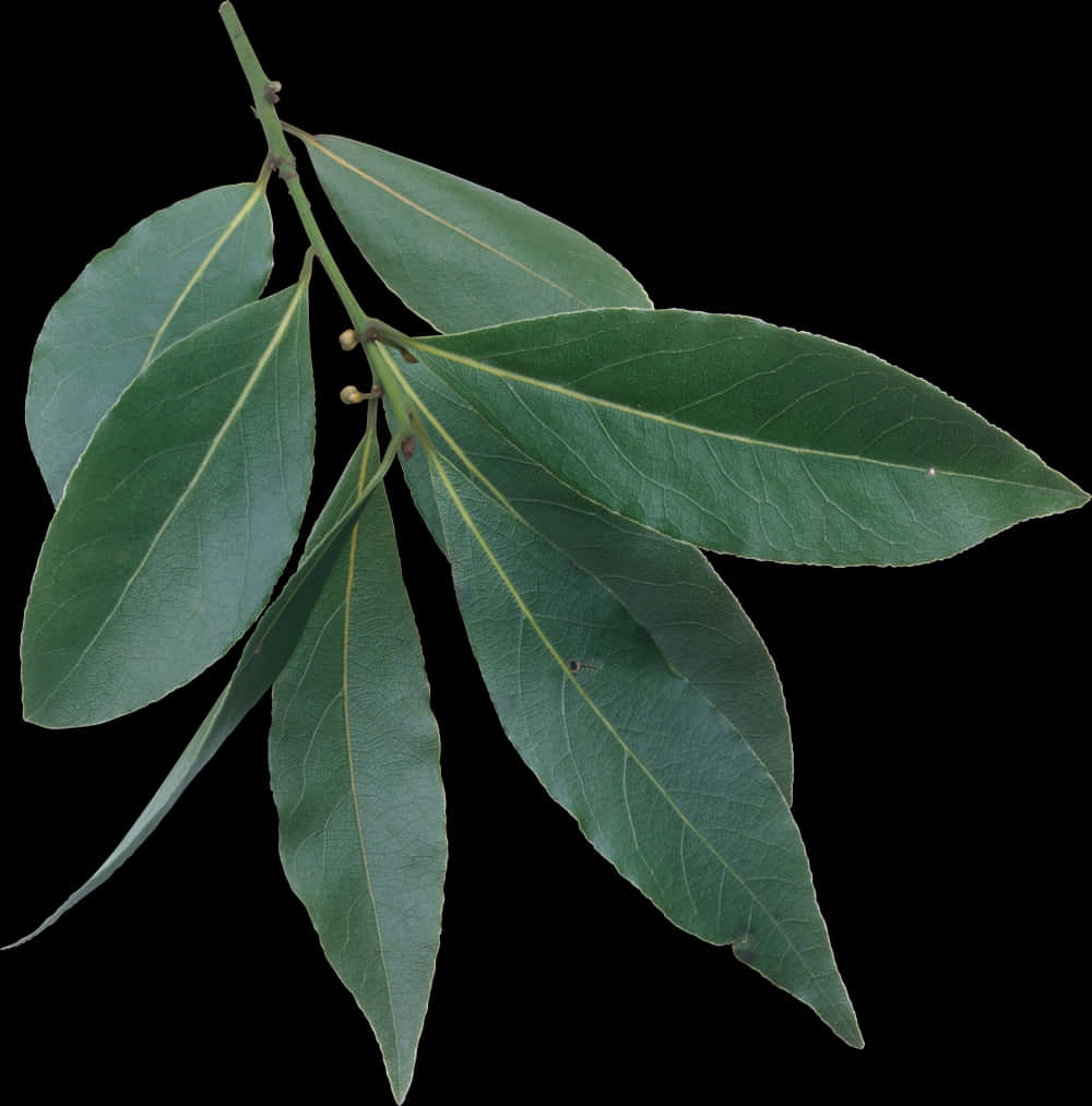 Fresh Bay Leaves Branch PNG Image