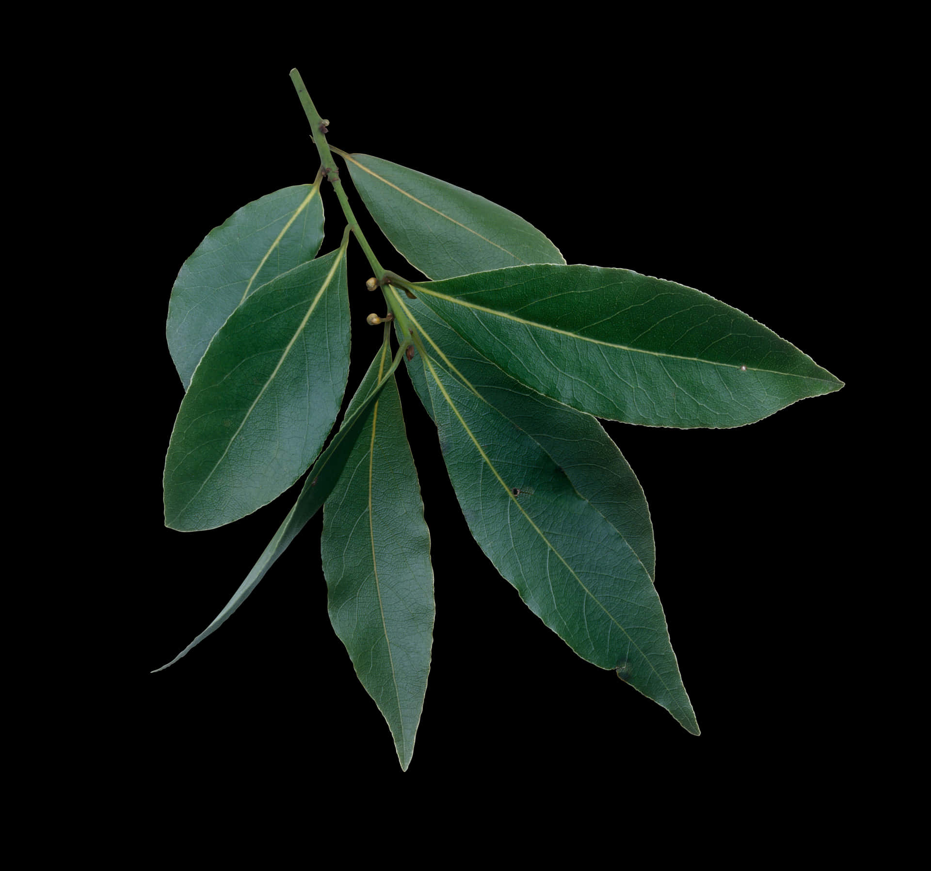 Fresh Bayleaf Sprig Black Background PNG Image