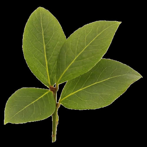 Fresh Bayleaf Sprig Isolated PNG Image