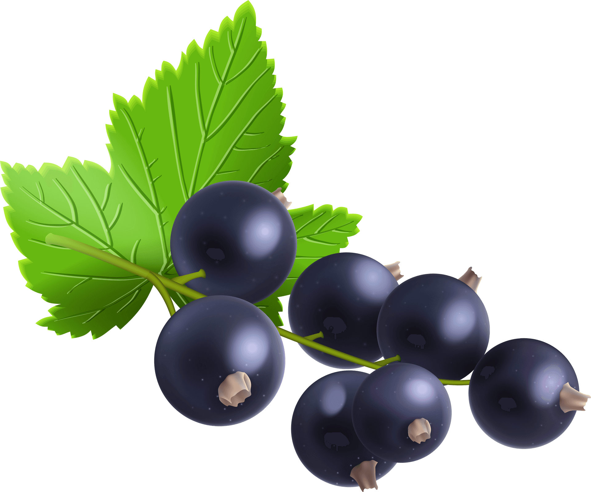 Fresh Blackcurrant Berrieswith Leaves PNG Image