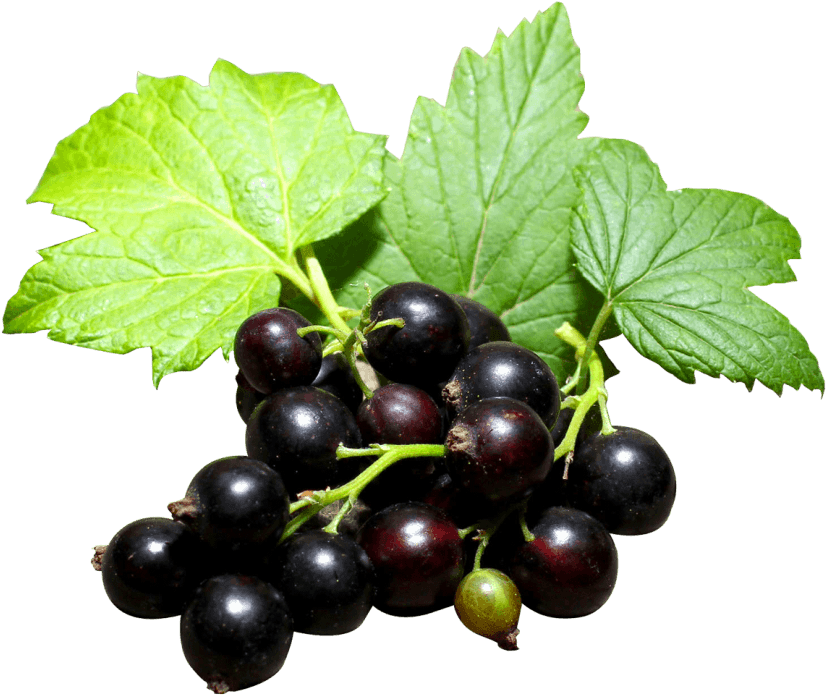 Fresh Blackcurrant Clusterwith Leaves PNG Image