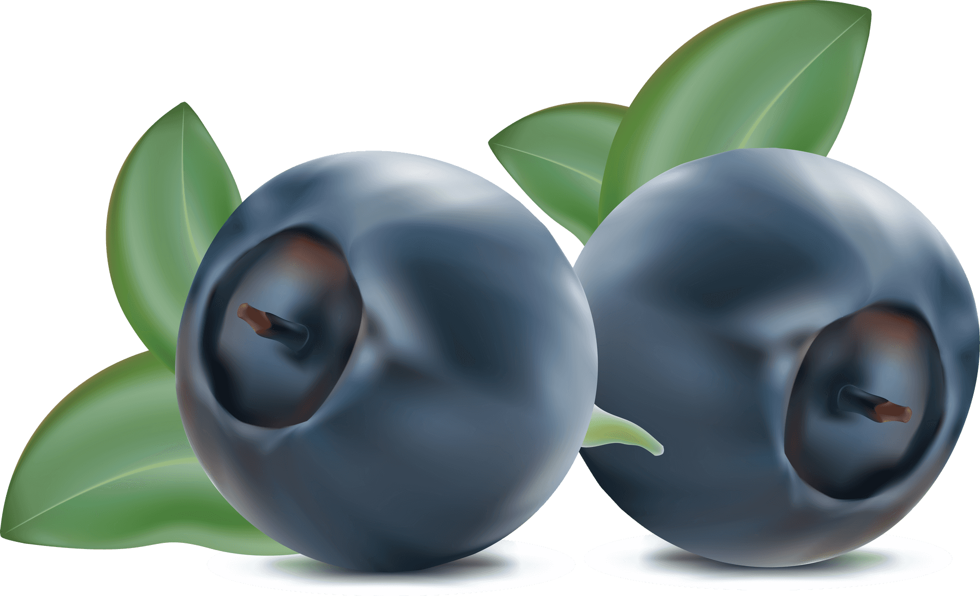 Fresh Blueberries Illustration PNG Image