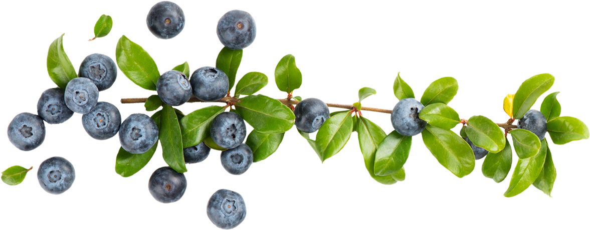 Fresh Blueberrieson Branch PNG Image