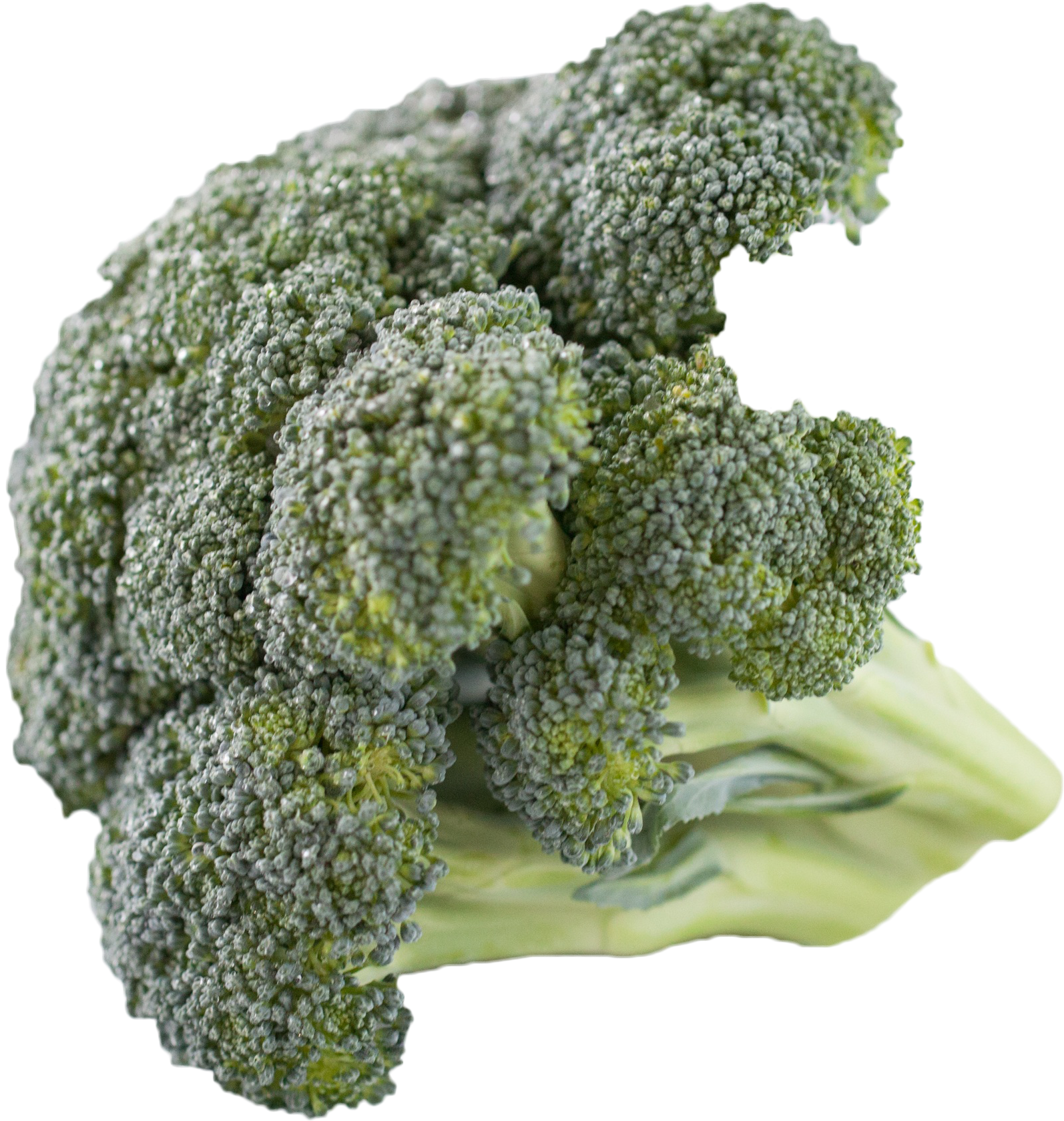 Fresh Broccoli Isolatedon Background PNG Image