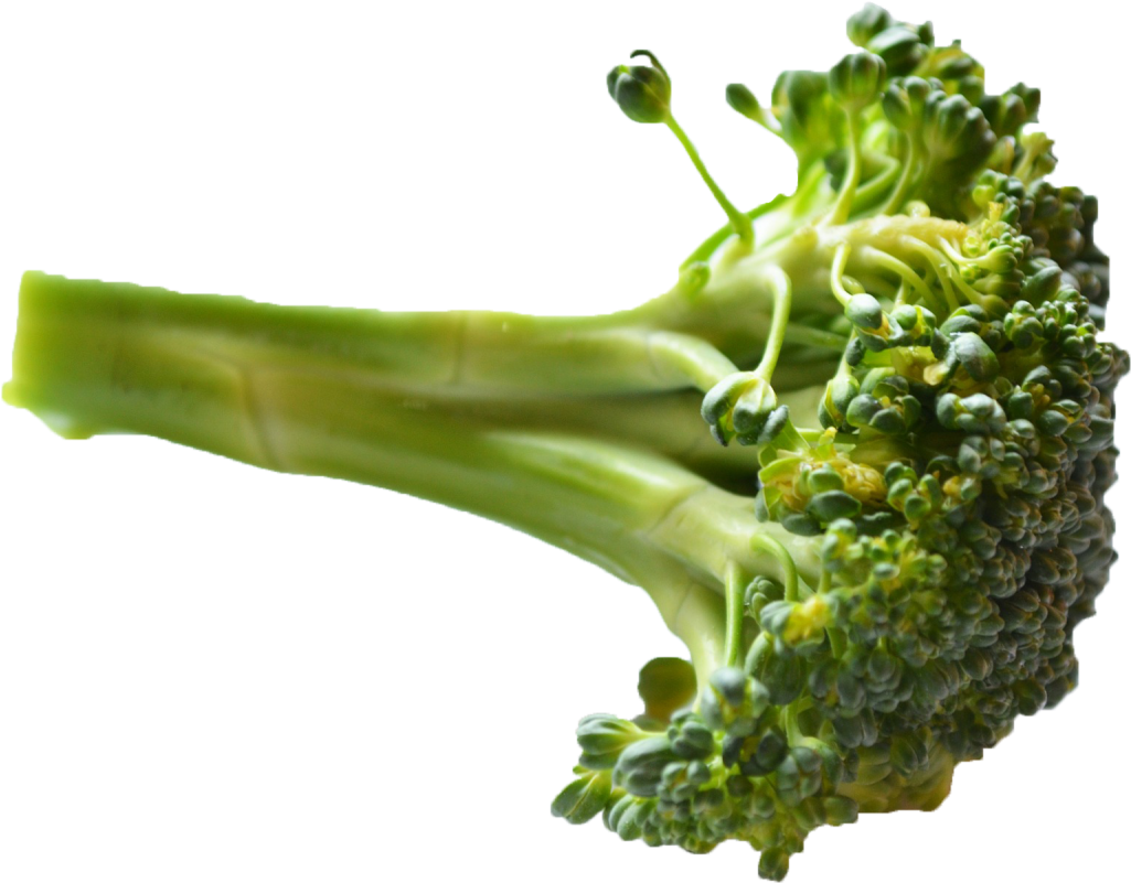 Fresh Broccoli Stalk Isolated PNG Image