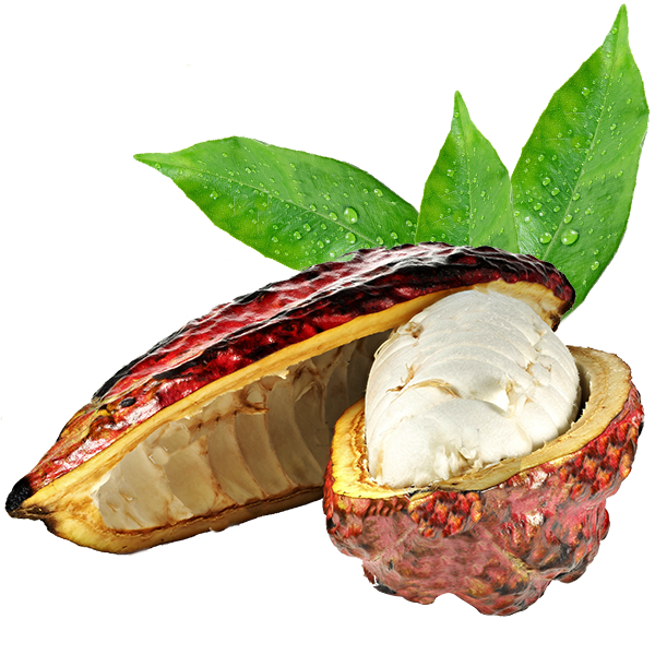 Fresh Cacao Pod With Leaves PNG Image