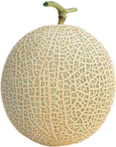 Fresh Cantaloupe Fruit Isolated PNG Image